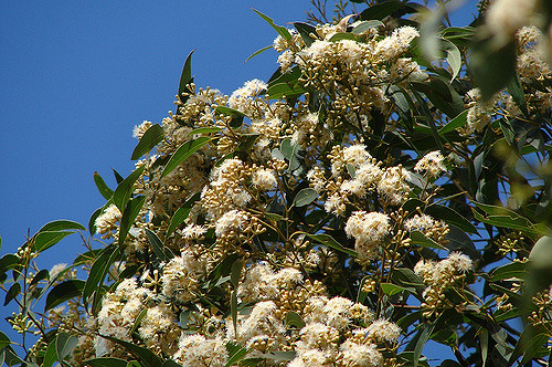 Eucalyptus microcorys