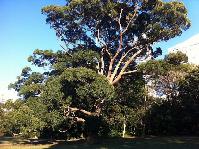 Eucalyptus microcorys