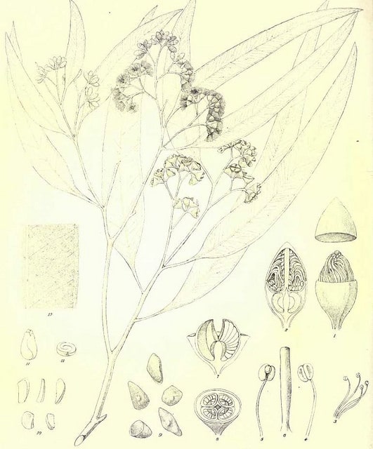 Eucalyptus microtheca