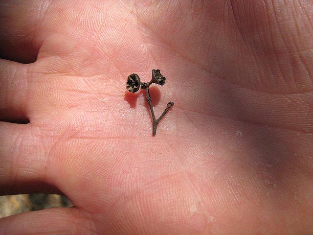 Eucalyptus microtheca