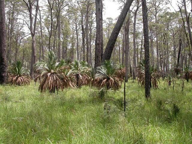 Eucalyptus moorei (Eucalyptus moorei)