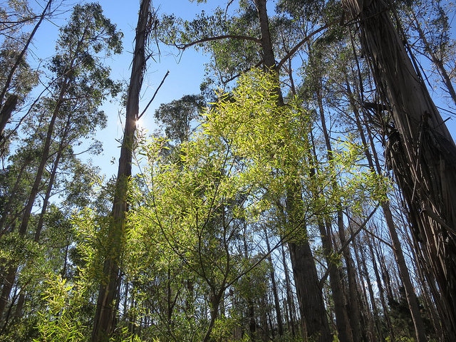 Eucalyptus nitens