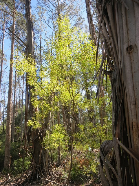 Eucalyptus nitens