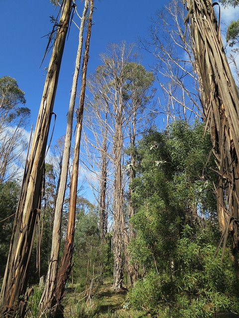Eucalyptus nitens