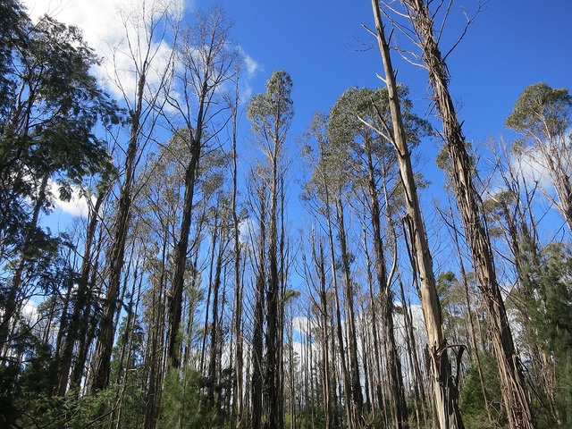 Eucalyptus nitens