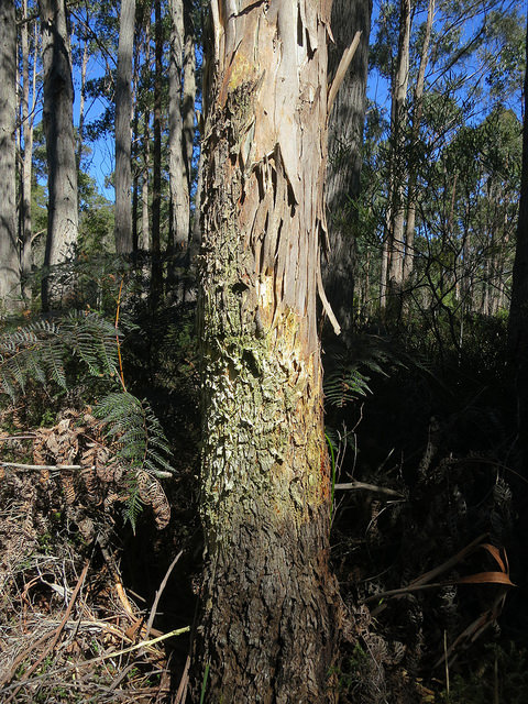 Eucalyptus nitens