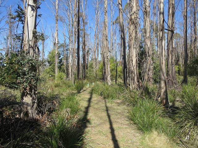 Eucalyptus nitens (Eucalyptus nitens)
