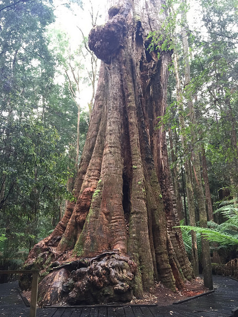 Eucalyptus obliqua