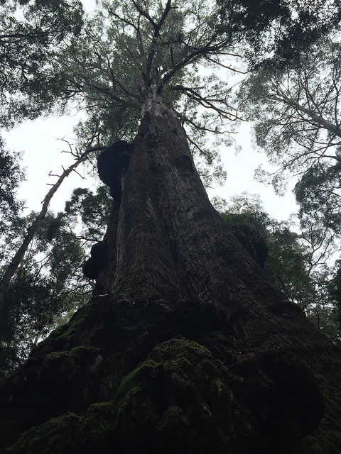 Eucalyptus obliqua