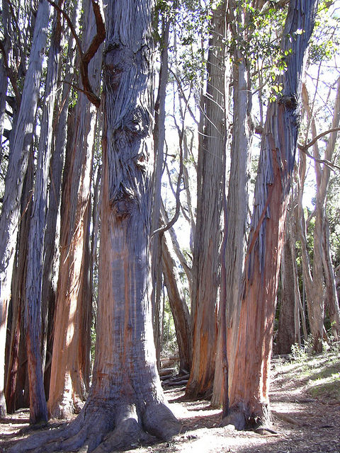 Eucalyptus obliqua