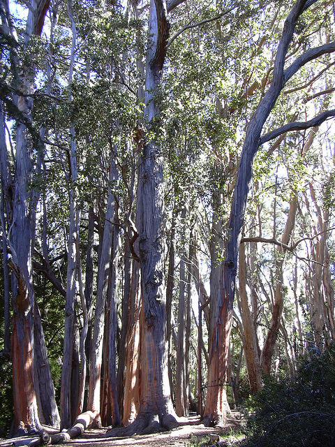 Eucalyptus obliqua