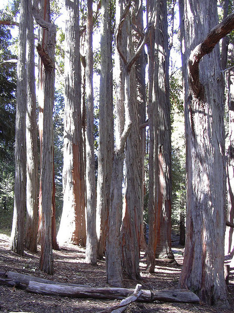 Eucalyptus obliqua