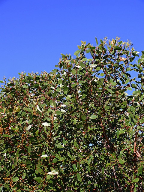 Eucalyptus oblonga (Eucalyptus oblonga)