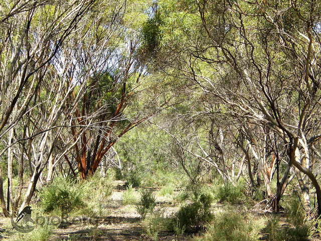 Eucalyptus oleosa (Eucalyptus oleosa)