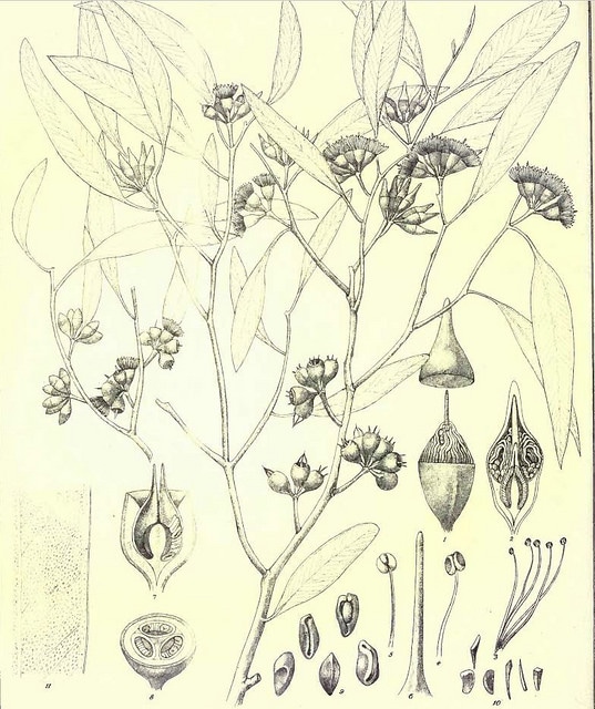 Eucalyptus oleosa