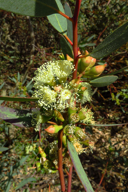 Eucalyptus oleosa
