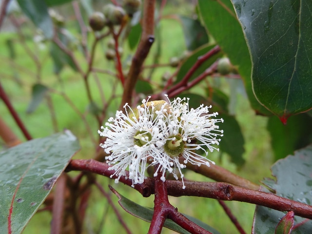 Eucalyptus ovata