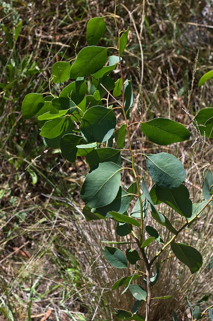 Eucalyptus ovata