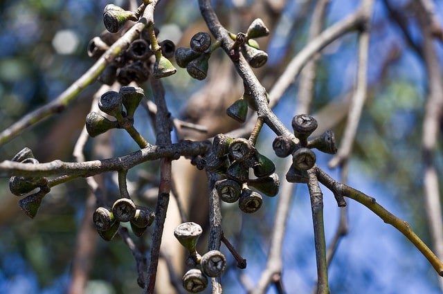 Eucalyptus ovata (Eucalyptus ovata)
