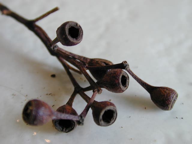 Eucalyptus paniculata