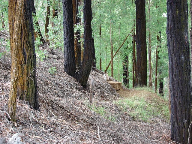 Eucalyptus paniculata