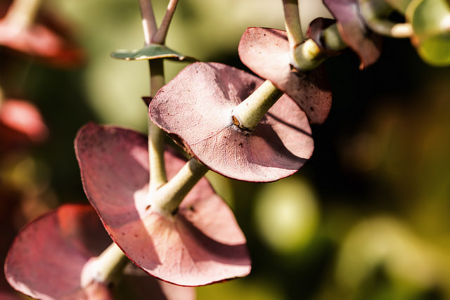 Eucalyptus perriniana (Eucalyptus perriniana)