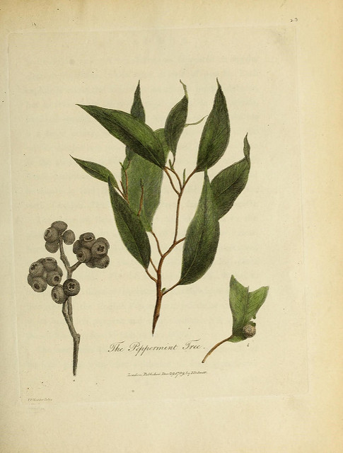 Eucalyptus poivré (Eucalyptus piperita)