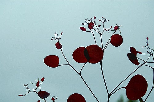 Eucalyptus polyanthemos