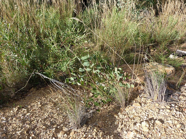Eucalyptus polyanthemos