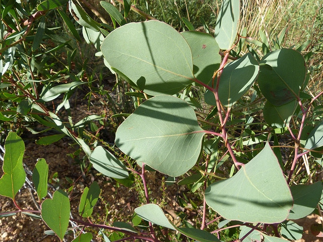 Eucalyptus polyanthemos