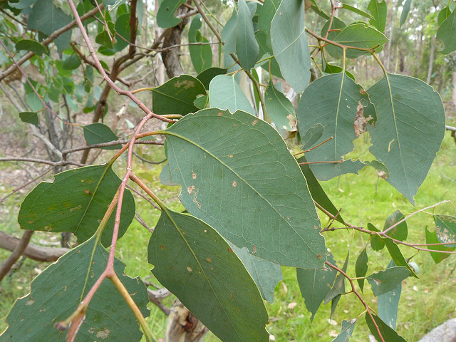 Eucalyptus polyanthemos