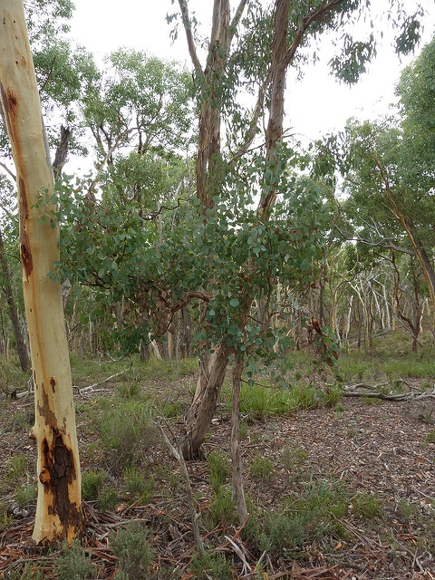 Eucalyptus polyanthemos