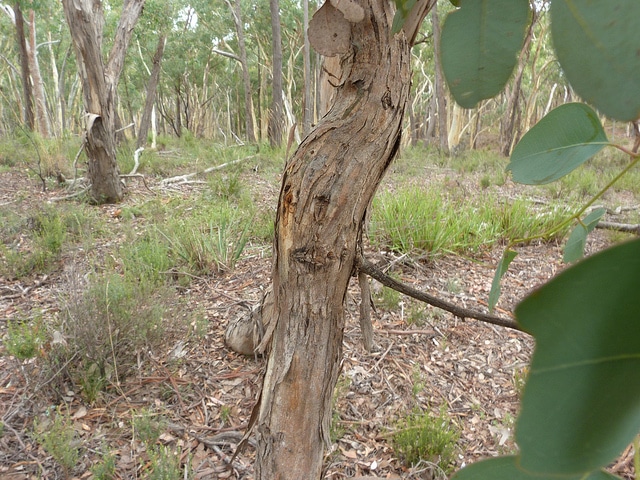 Eucalyptus polyanthemos (Eucalyptus polyanthemos)
