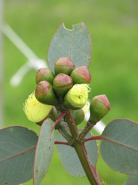 Eucalyptus preissiana