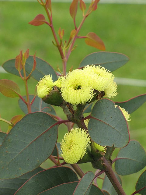 Eucalyptus preissiana