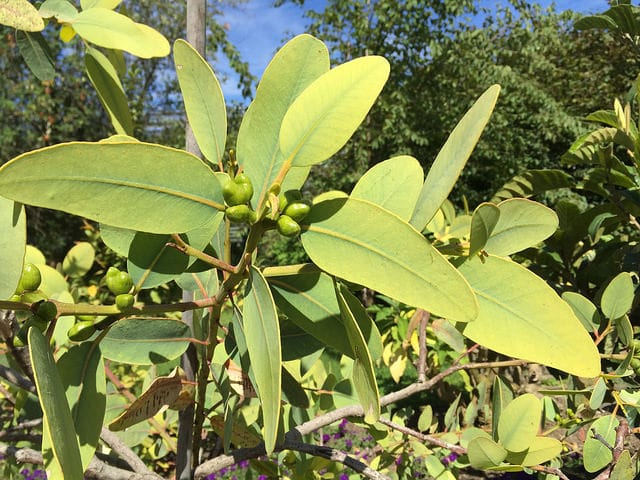 Eucalyptus preissiana