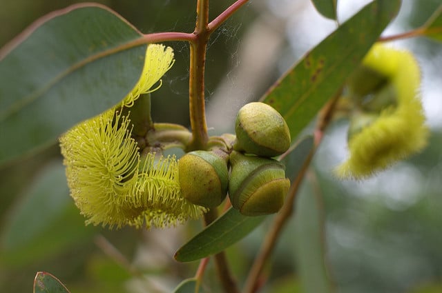 Eucalyptus preissiana