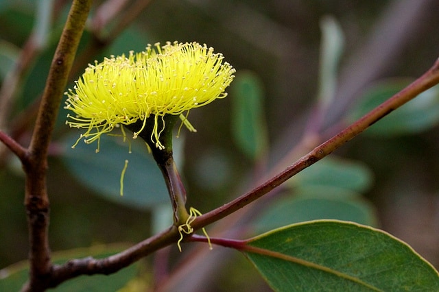 Eucalyptus preissiana