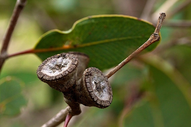 Eucalyptus preissiana