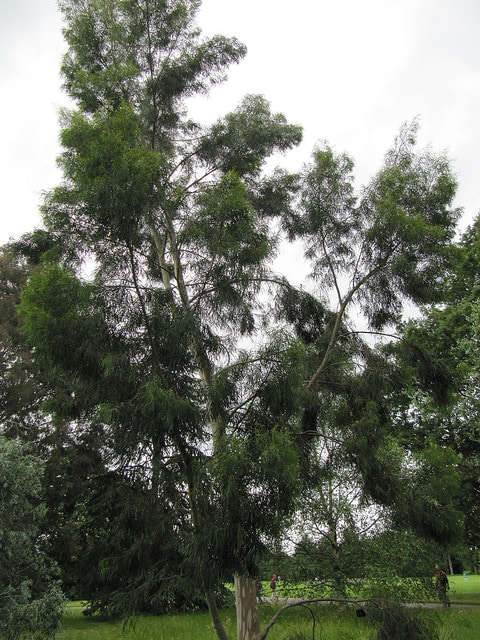 Eucalyptus pulchella (Eucalyptus pulchella)