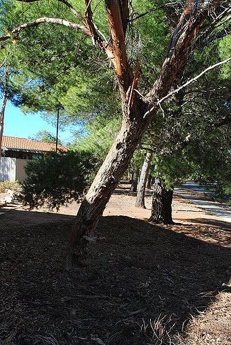 Eucalyptus pulchella