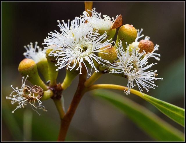 Eucalyptus pulchella