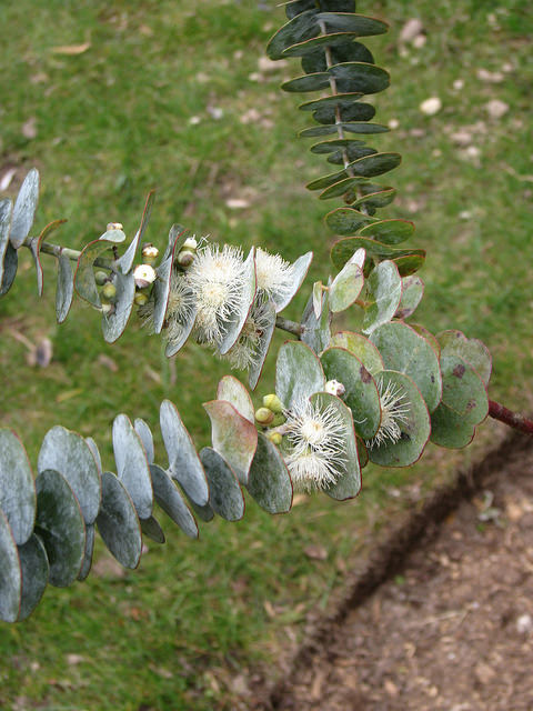 Eucalyptus pulverulenta
