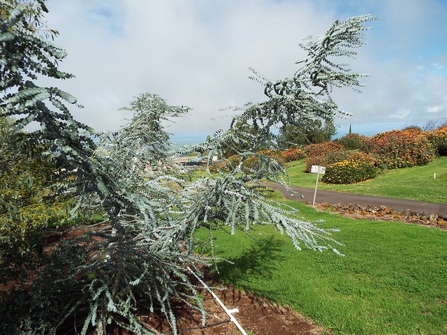 Eucalyptus pulverulenta