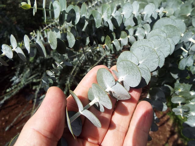 Eucalyptus pulverulenta