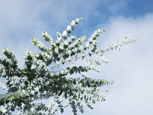 Eucalyptus pulverulenta
