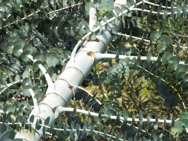 Eucalyptus pulverulenta (Eucalyptus pulverulenta)