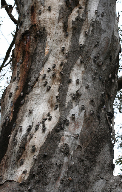 Eucalyptus punctata (Eucalyptus punctata)