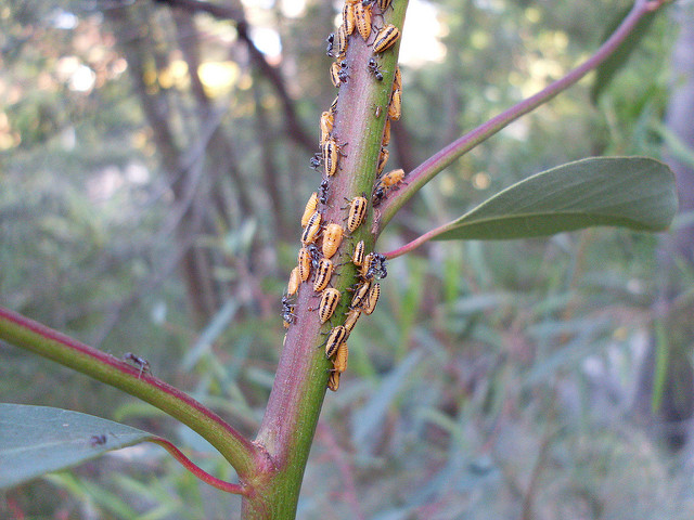 Eucalyptus punctata