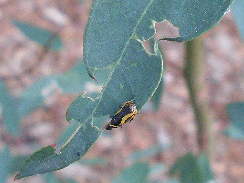 Eucalyptus punctata